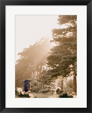 Framed HighlandCow in Pasture Print