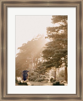 Framed HighlandCow in Pasture Print