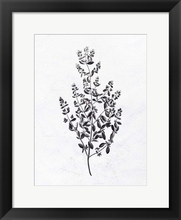 Framed Pressed Herbs 1 Print