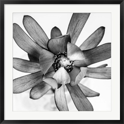 Framed Flower Print