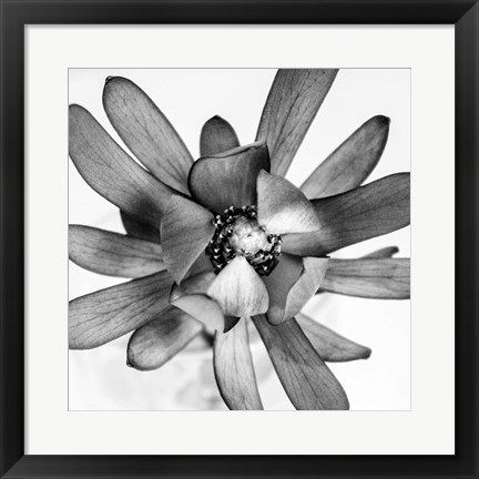 Framed Flower Print