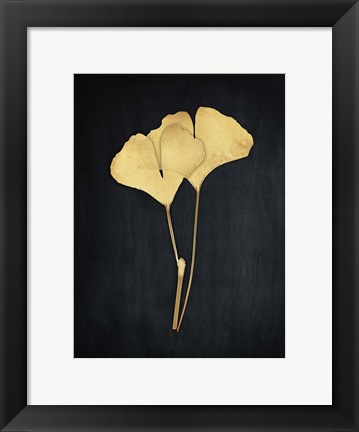 Framed Midas Ginkgo 1 Print