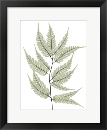 Framed Fern Tree Print