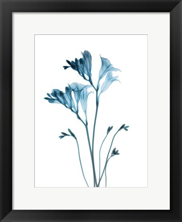 Framed Blue Freesia Print