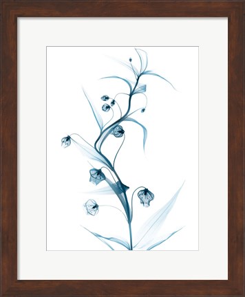 Framed Blue Globe Lily Print