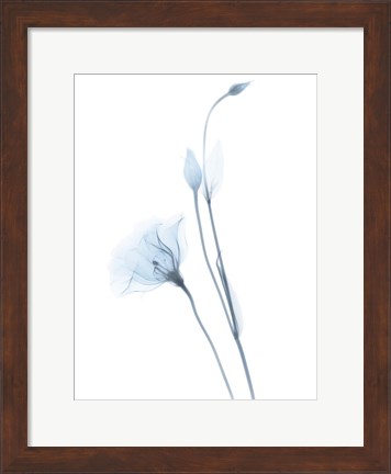 Framed Light Gentian Print