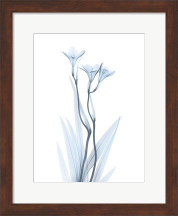 Framed Light Freesia Print