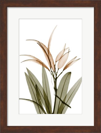 Framed Urban Oleander Seed Pod Print