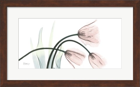 Framed Freshly Bloomed 1 Print