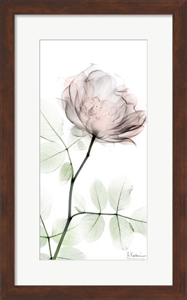 Framed Loving Rose 1 Print