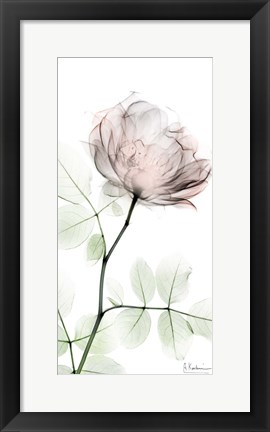 Framed Loving Rose 1 Print