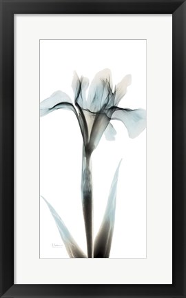 Framed Sea Infused Iris 1 Print