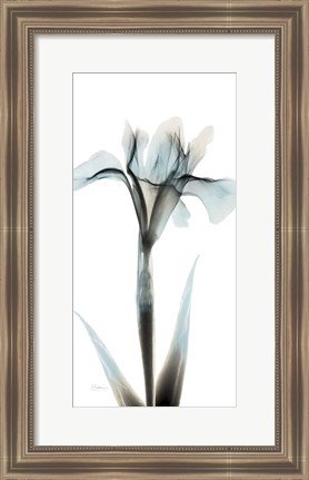 Framed Sea Infused Iris 1 Print