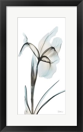 Framed Sea Infused Iris 2 Print