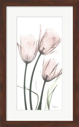 Framed Strawberry Infused Tulips Print