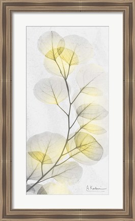 Framed Eucalyptus Sunshine 1 Print