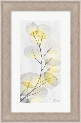 Framed Eucalyptus Sunshine 1 Print