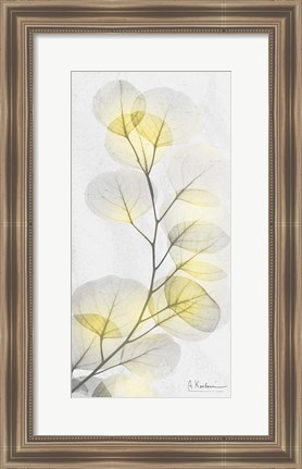 Framed Eucalyptus Sunshine 1 Print