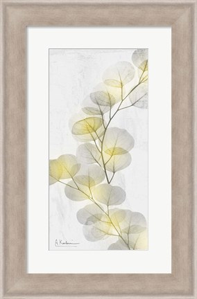 Framed Eucalyptus Sunshine 2 Print