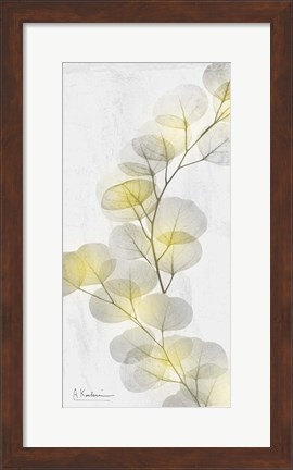 Framed Eucalyptus Sunshine 2 Print