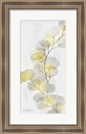 Framed Eucalyptus Sunshine 2 Print