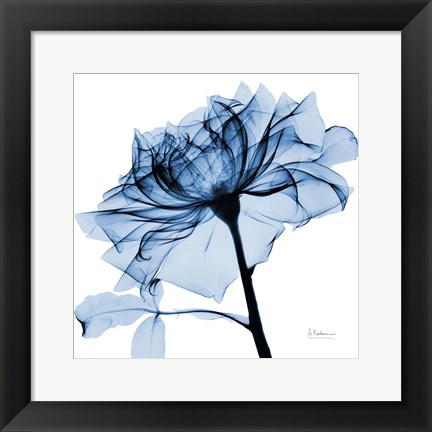 Framed Indigo Rose 2 Print