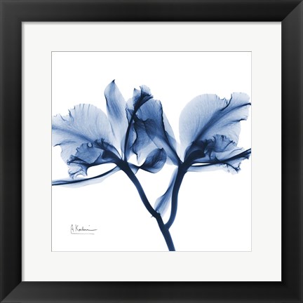 Framed Indigo Orchid Print