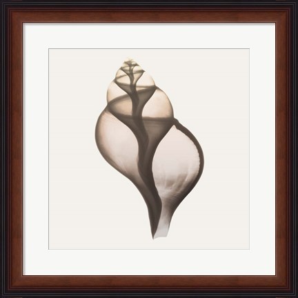 Framed Sandy Sea Shells 1 Print