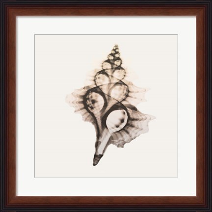 Framed Sandy Sea Shells 2 Print