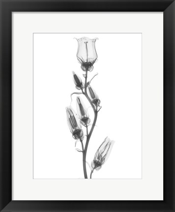 Framed Canterbury Bell Print