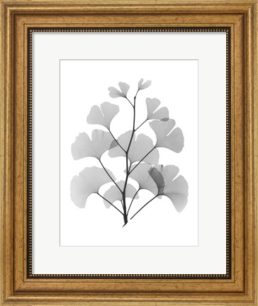 Framed Ginko Print