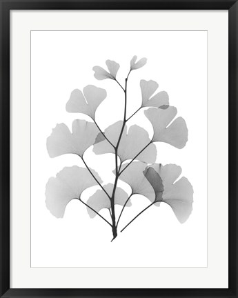 Framed Ginko Print