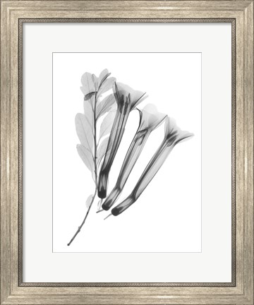 Framed Crane Flower Print