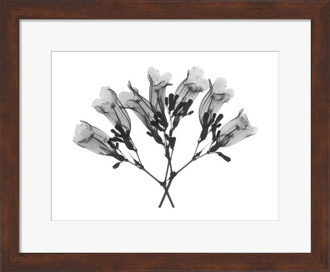 Framed Amethyst Vine Print