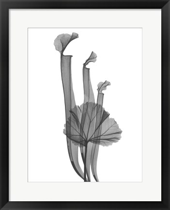 Framed Marching Floral Print