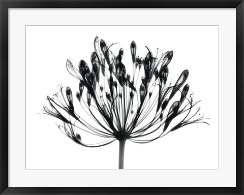 Framed African Lily Print