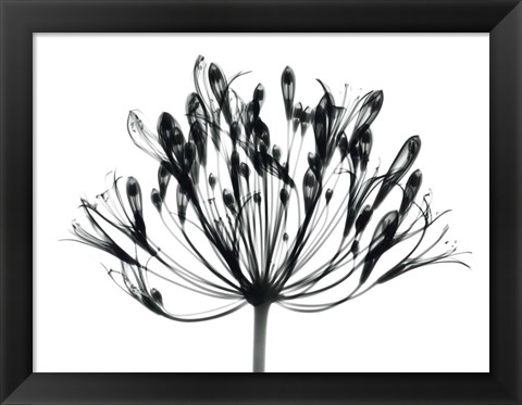 Framed African Lily Print