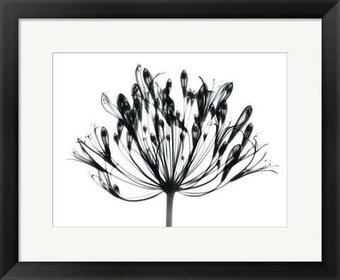 Framed African Lily Print