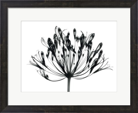 Framed African Lily Print