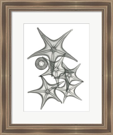 Framed Starfish Bunch F149 Print