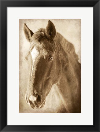 Framed Wild Stallion 1 Print