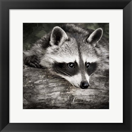 Framed Pondering Raccoon 2 Print