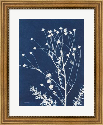 Framed Alpine Flower IV Print