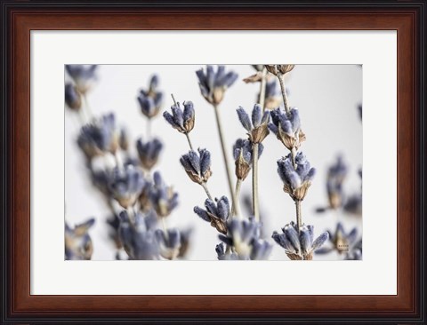 Framed Lavender Bouquet Print