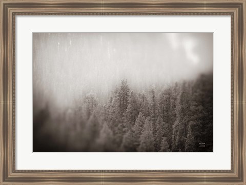 Framed Northern Forests BW Print