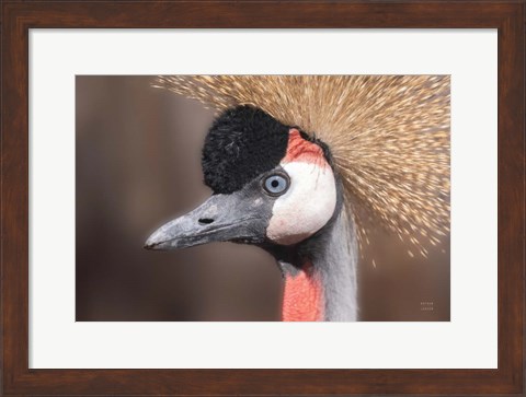 Framed African Crowned Crane Print