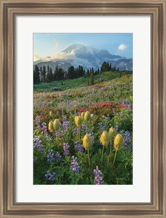 Framed Paradise Wildflower Meadows II Print