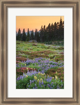 Framed Paradise Wildflower Meadows III Print