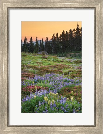 Framed Paradise Wildflower Meadows III Print