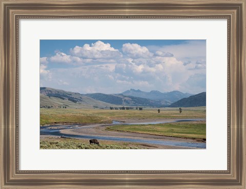 Framed Lamar Valley Bison Print